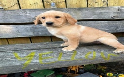 Labrador Retriever dogs for sale: Lovely Labrador pups - Image 26