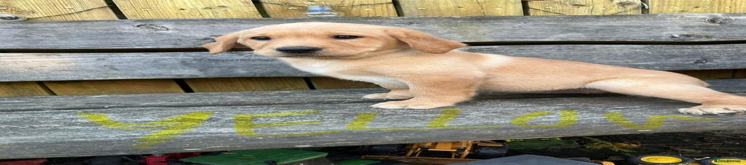 Labrador Retriever Puppy 7