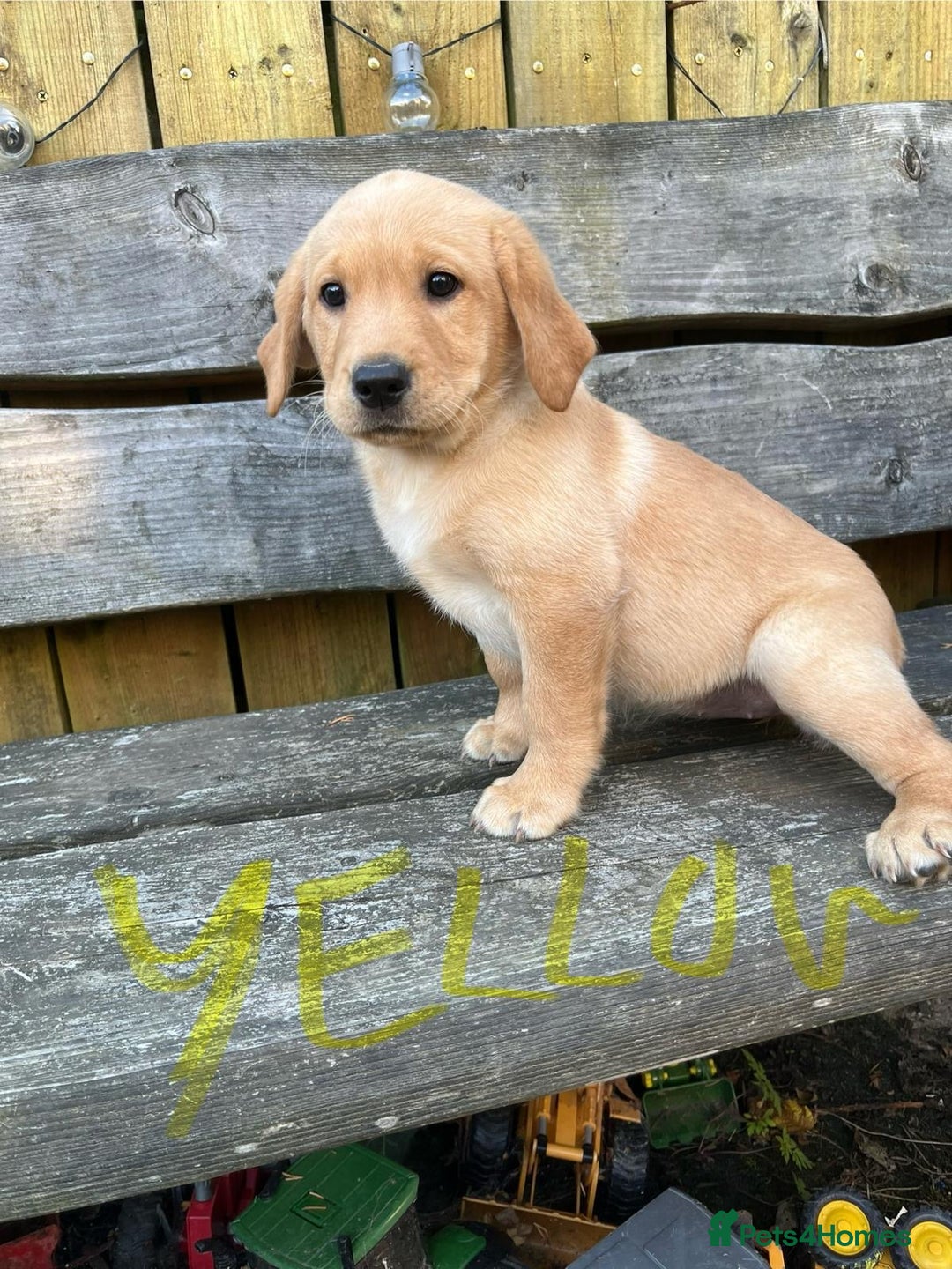 Labrador Retriever dogs for sale: Lovely Labrador pups - Image 26
