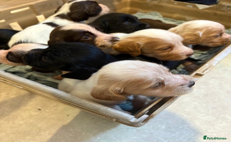 Cocker Spaniel dogs - Advert 1