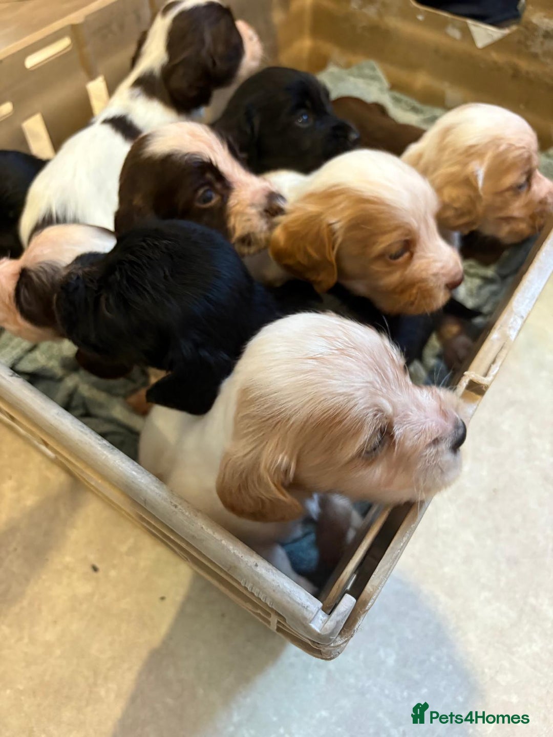 Cocker Spaniel dogs for sale: Cocker spaniel puppies  - Image 1