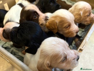 Cocker Spaniel dogs - Advert 35