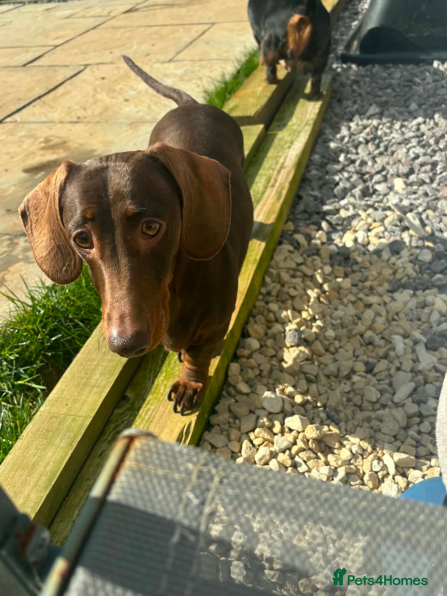 Miniature Dachshund dogs Miniature daschunds chocolate tan - Advert 8