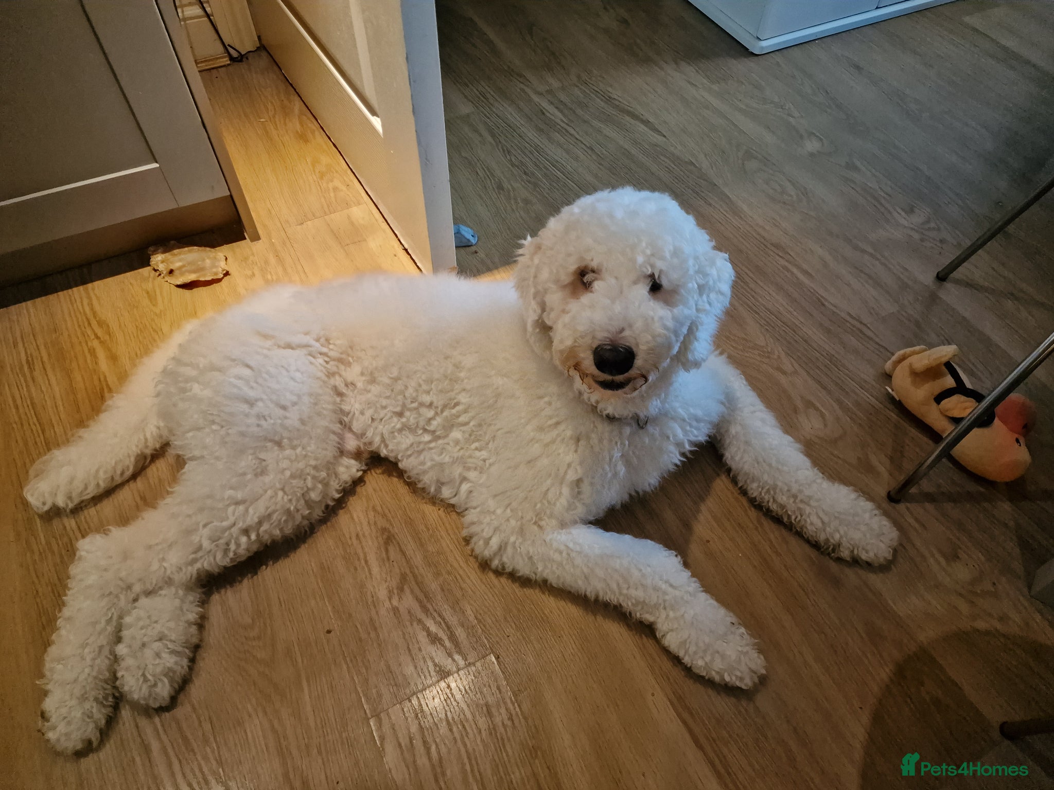 Standard Poodle dogs for stud: Standard White Poodle as stag - Advert 7
