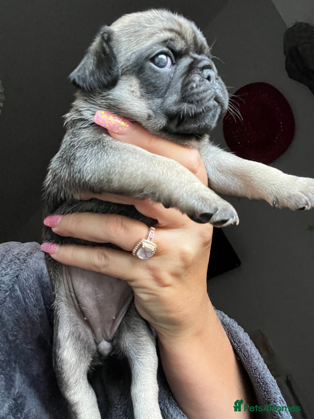 Pug dogs for sale: Rare apricot fawn female pug puppy ready now  - Advert 24