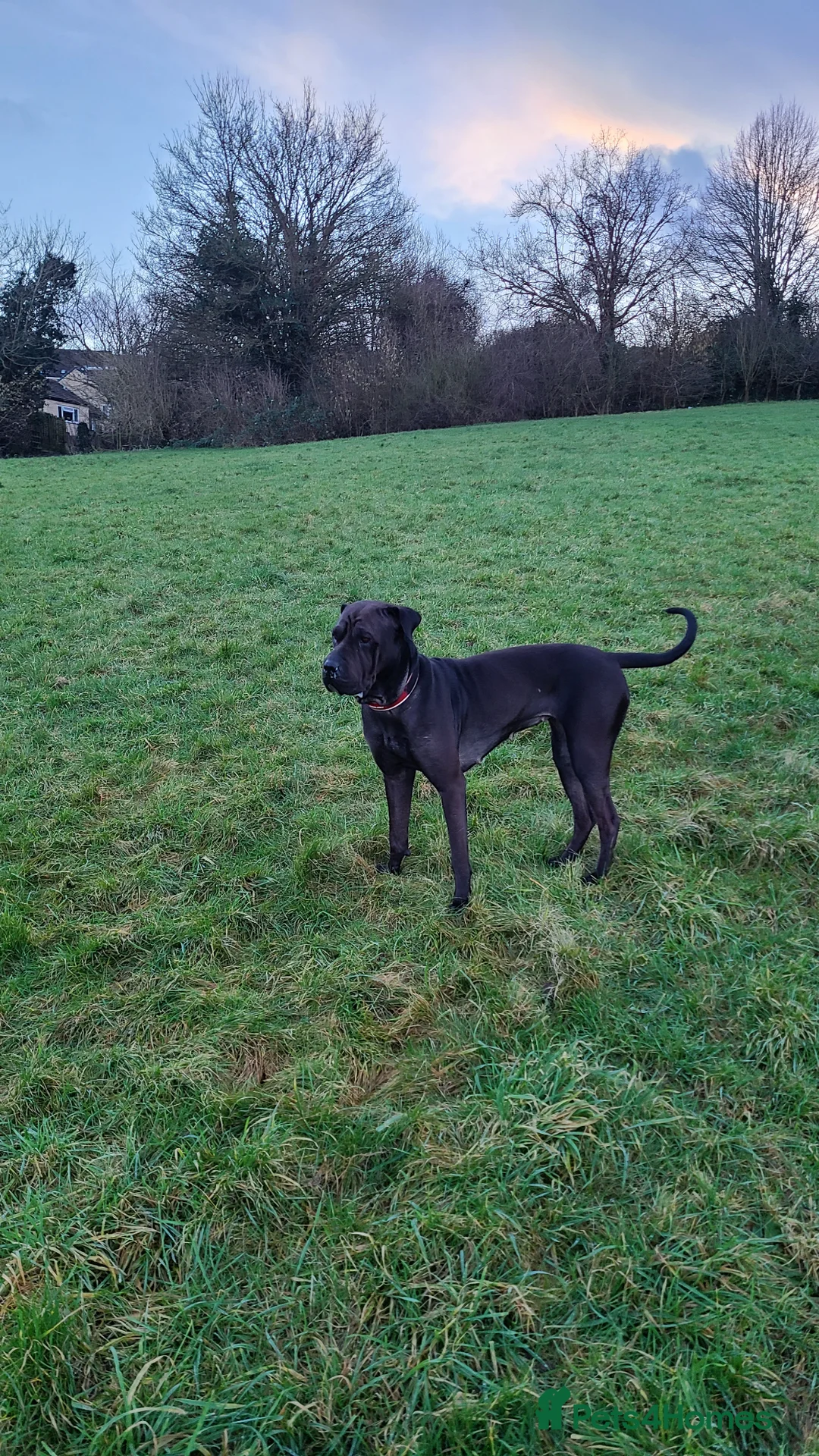 Mixed Breed dogs for sale: Family friend - Advert 1