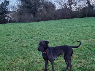 Mixed Breed dogs Family friend - Advert 1