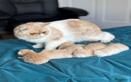 Exotic cats for sale: Superb GCCF Exotic kittens Health Tested parents - Image 16