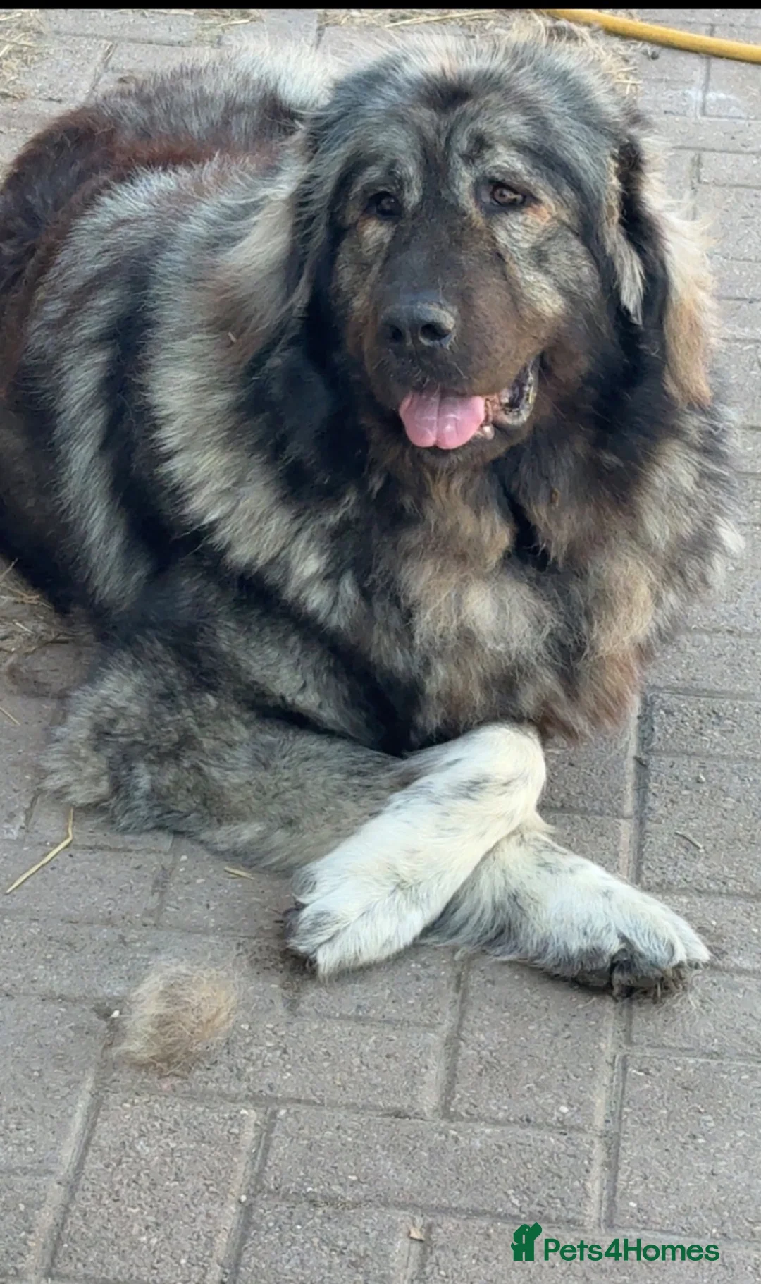 Mixed Breed dogs for sale: Live stock guardian/gard dogs in Scunthorpe - Advert 1