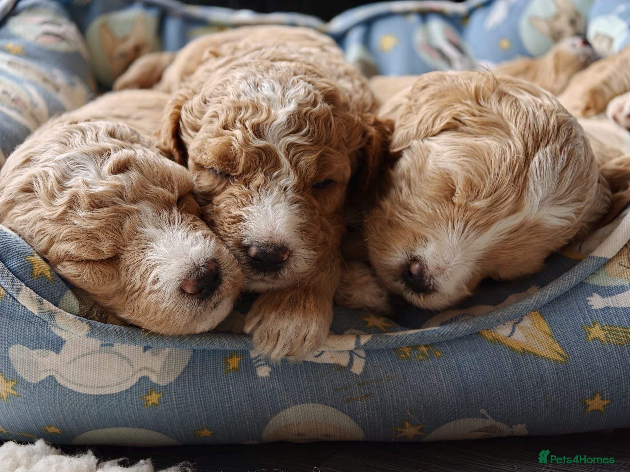 Goldendoodle dogs Exceptional Health tested Goldendoodle puppies - Advert 1