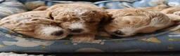 Goldendoodle dogs for sale: Exceptional Health tested Goldendoodle puppies - Advert 5