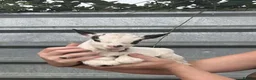 Goats livestock for sale: Pygmy goat - Advert 2