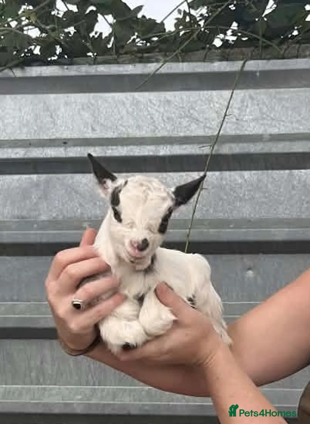 Goats livestock for sale: Pygmy goat - Advert 2