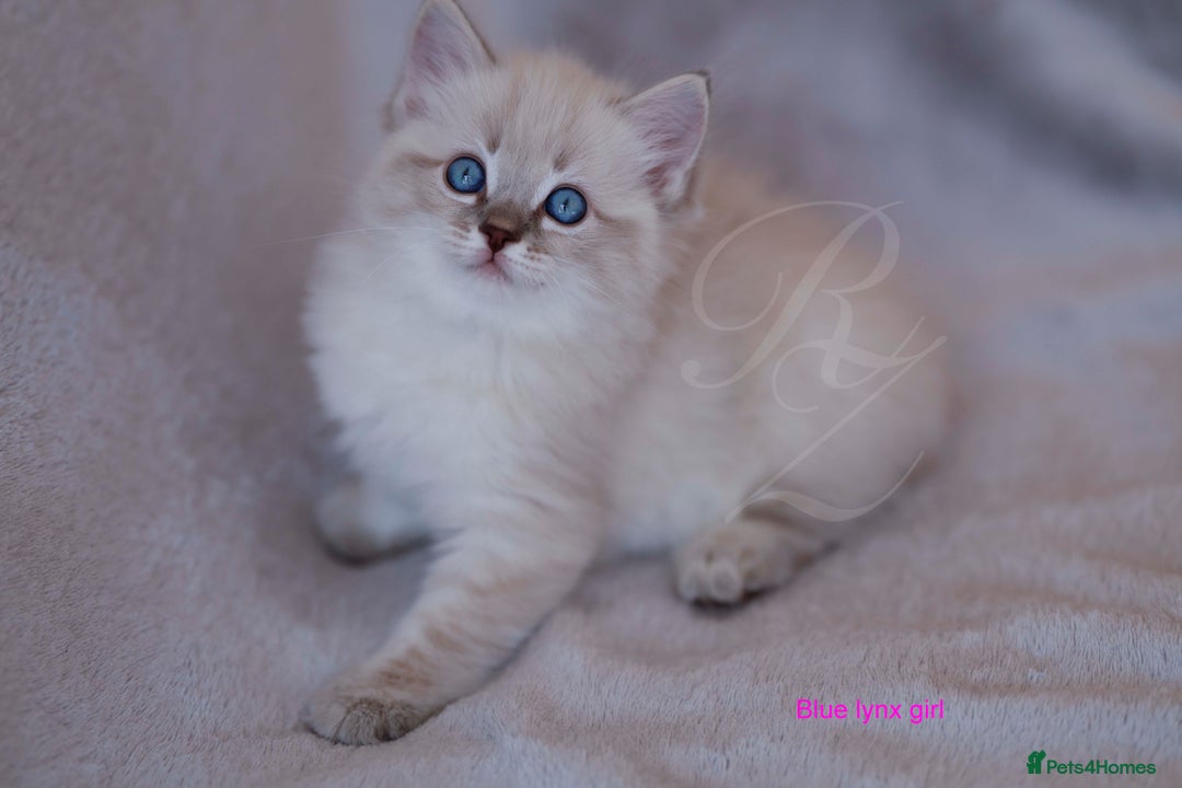 Ragdoll cats for sale: Stunning GCCF Registered Heart Melting Affection - Image 17