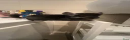Chinchilla rodents for sale: two adorable chinchilla brothers  - Advert 3