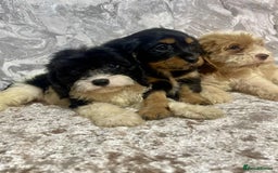 Cavalier King Charles Spaniel dogs for sale: Quality cavalier King Charles spaniel pups - Image 3