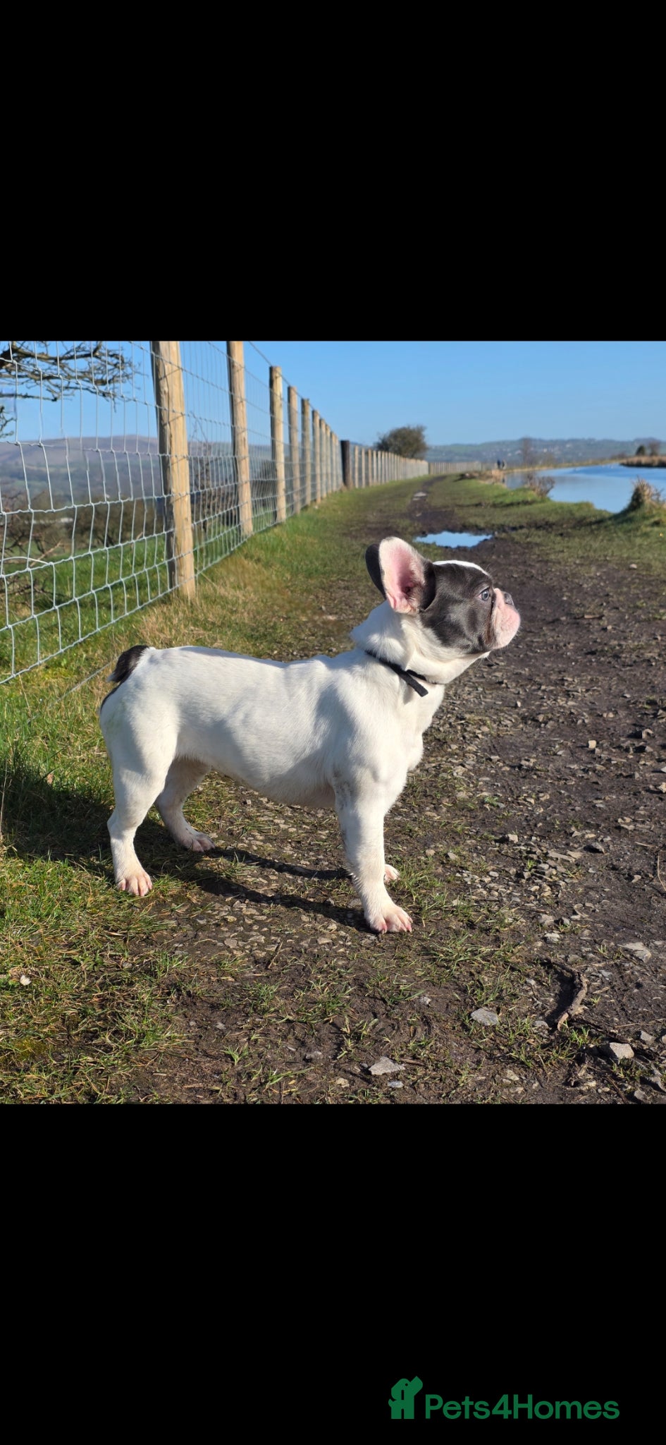 French Bulldog dogs Pied french bulldog female  - Advert 6