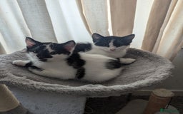 Mixed Breed cats for sale: Kitten - Image 10