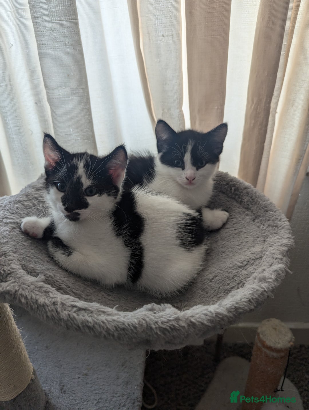Mixed Breed cats for sale: Kitten - Image 10