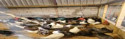 Chickens poultry for sale: Hybrid hens  - Advert 2