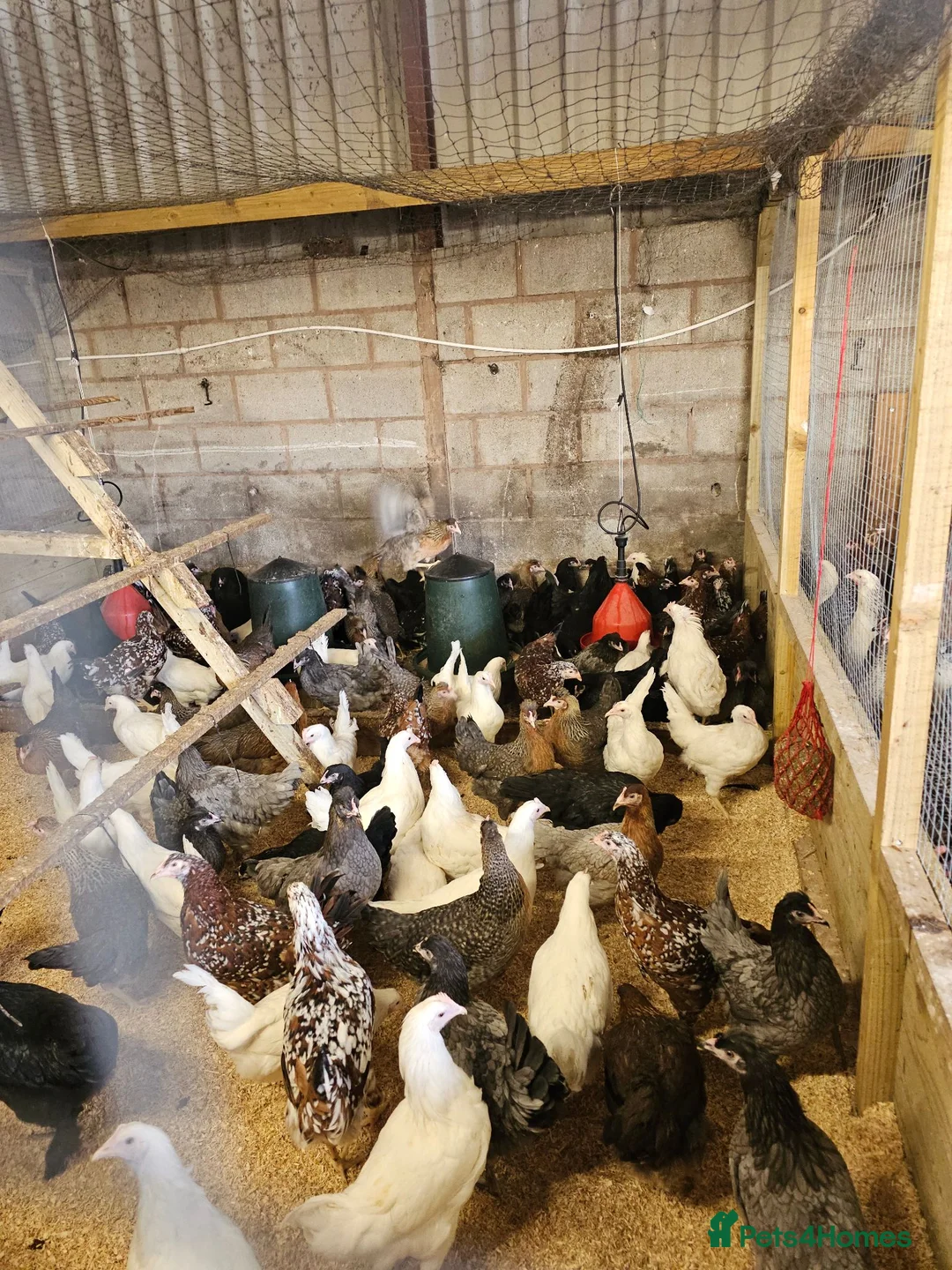 Chickens poultry for sale: Hybrid hens  - Advert 2