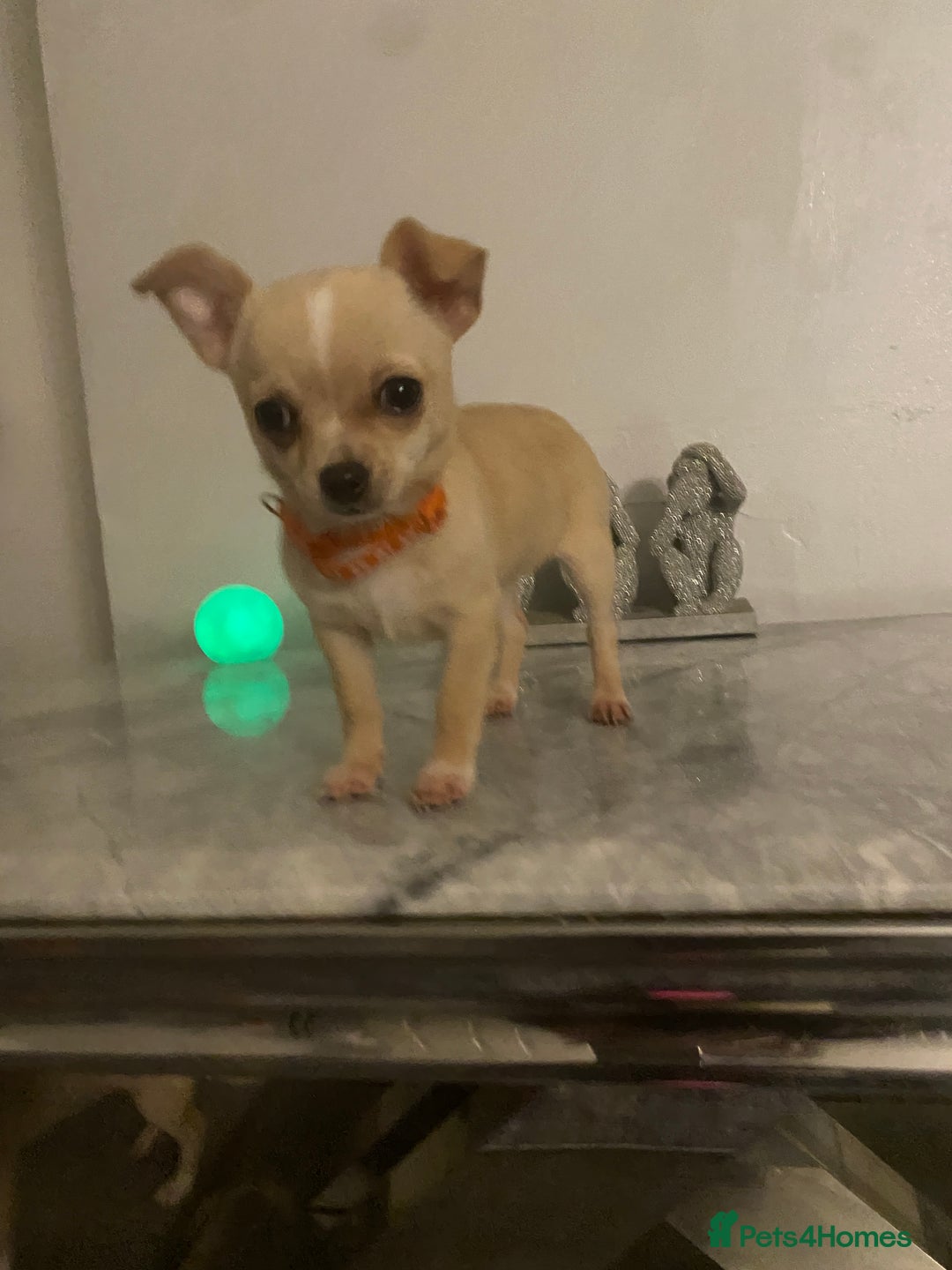 Chihuahua dogs for sale: CHIHUAHUA PUPPIES 2 BOYS 2 GIRLS READY TO LEAVE - Advert 12