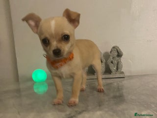 Chihuahua dogs CHIHUAHUA PUPPIES 2 BOYS 2 GIRLS READY TO LEAVE - Advert 4