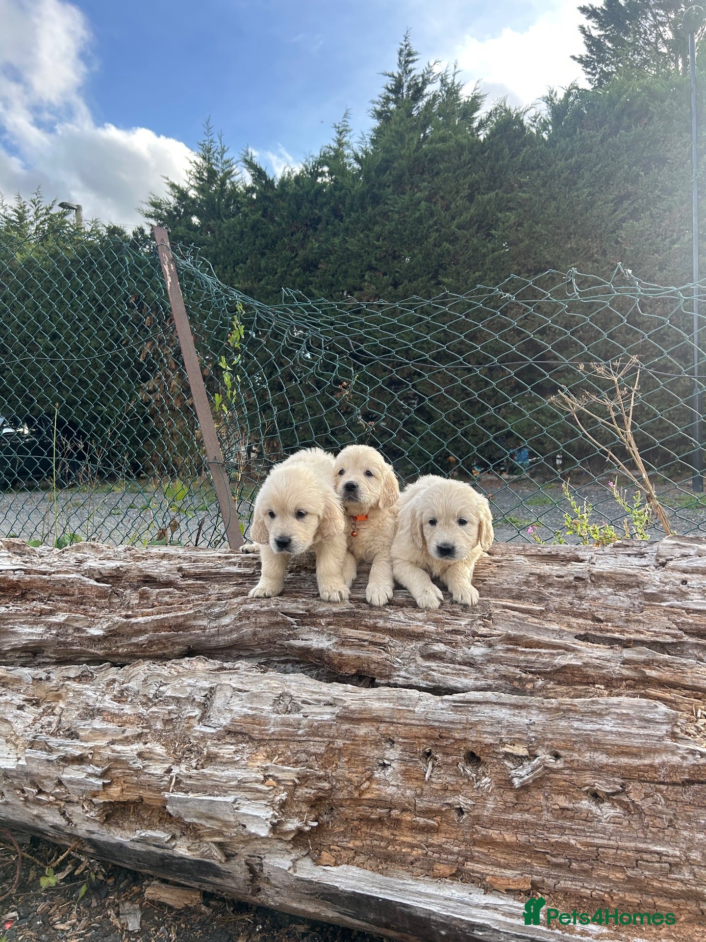 Golden Retriever dogs Golden retriever puppy’s - Advert 8