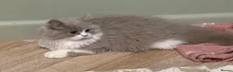 British Shorthair cats for sale: GCCF BLH AND BSH LILAC BI BOYS - Advert 28