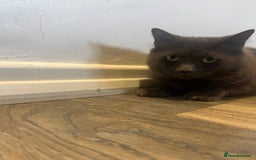British Longhair cats for sale: British blue long hair - Image 4