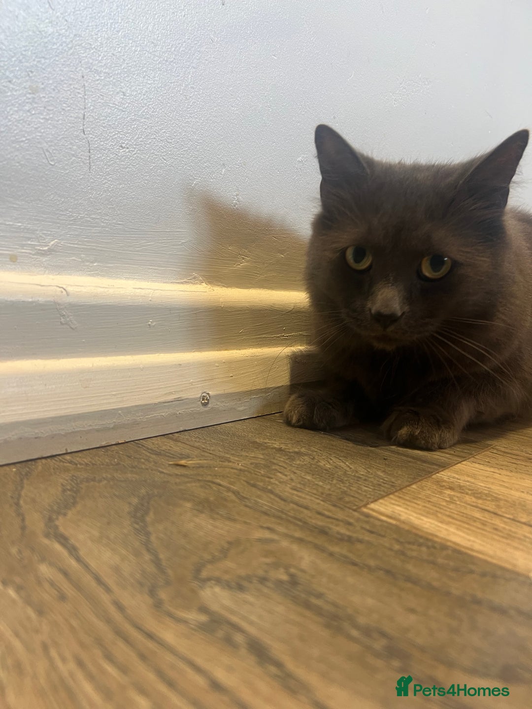 British Longhair cats for sale: British blue long hair - Image 4