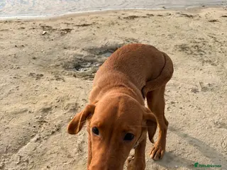 Labrador Retriever dogs Labrador Retriever Female Puppy - Advert 1