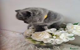 British Shorthair cats for sale: Beautiful pedigree bsh babies  - Image 3