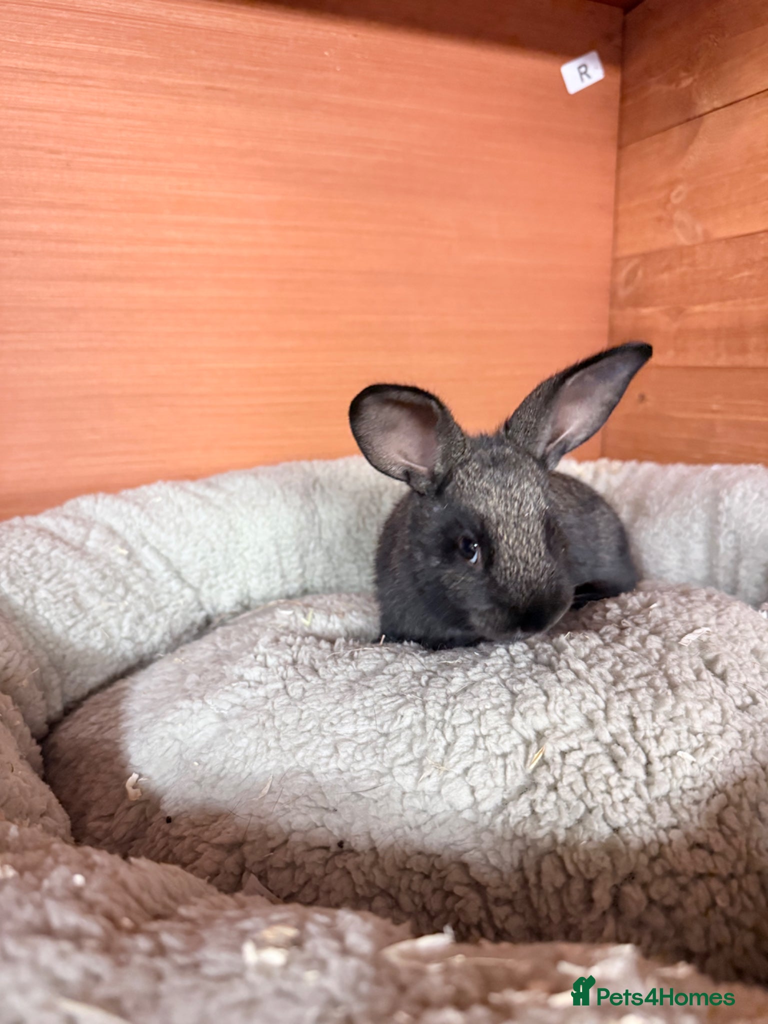 Mixed Breed rabbits 1 Baby Bunny 🐰 - Advert 2