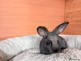 Mixed Breed rabbits 1 Baby Bunny 🐰 - Advert 2