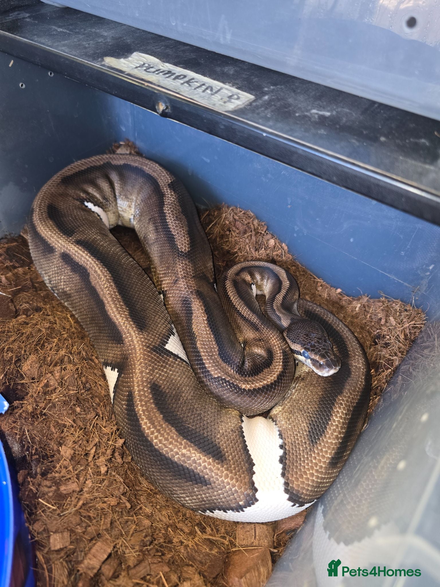 Python Snake reptiles Royal python/ corn snake / hatchling / adults  - Advert 15