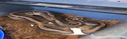 Python Snake reptiles for sale: Royal python/ corn snake / hatchling / adults  in Elland - Advert 2