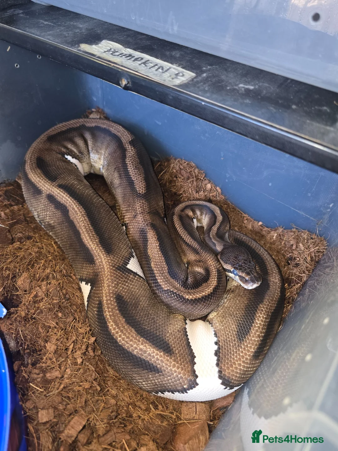 Python Snake reptiles for sale: Royal python/ corn snake / hatchling / adults  in Elland - Advert 2