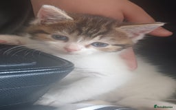 Mixed Breed cats for sale: Beautiful female kitten  - Image 1