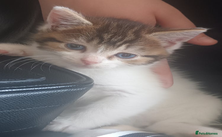 Mixed Breed cats - Advert 4