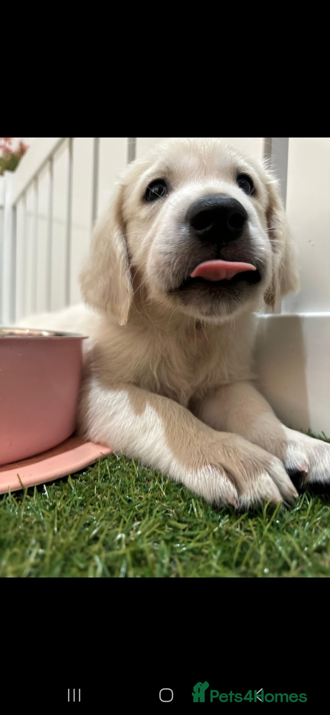 Golden Retriever dogs for sale: Beautiful Golden Retriever Puppies - Image 11