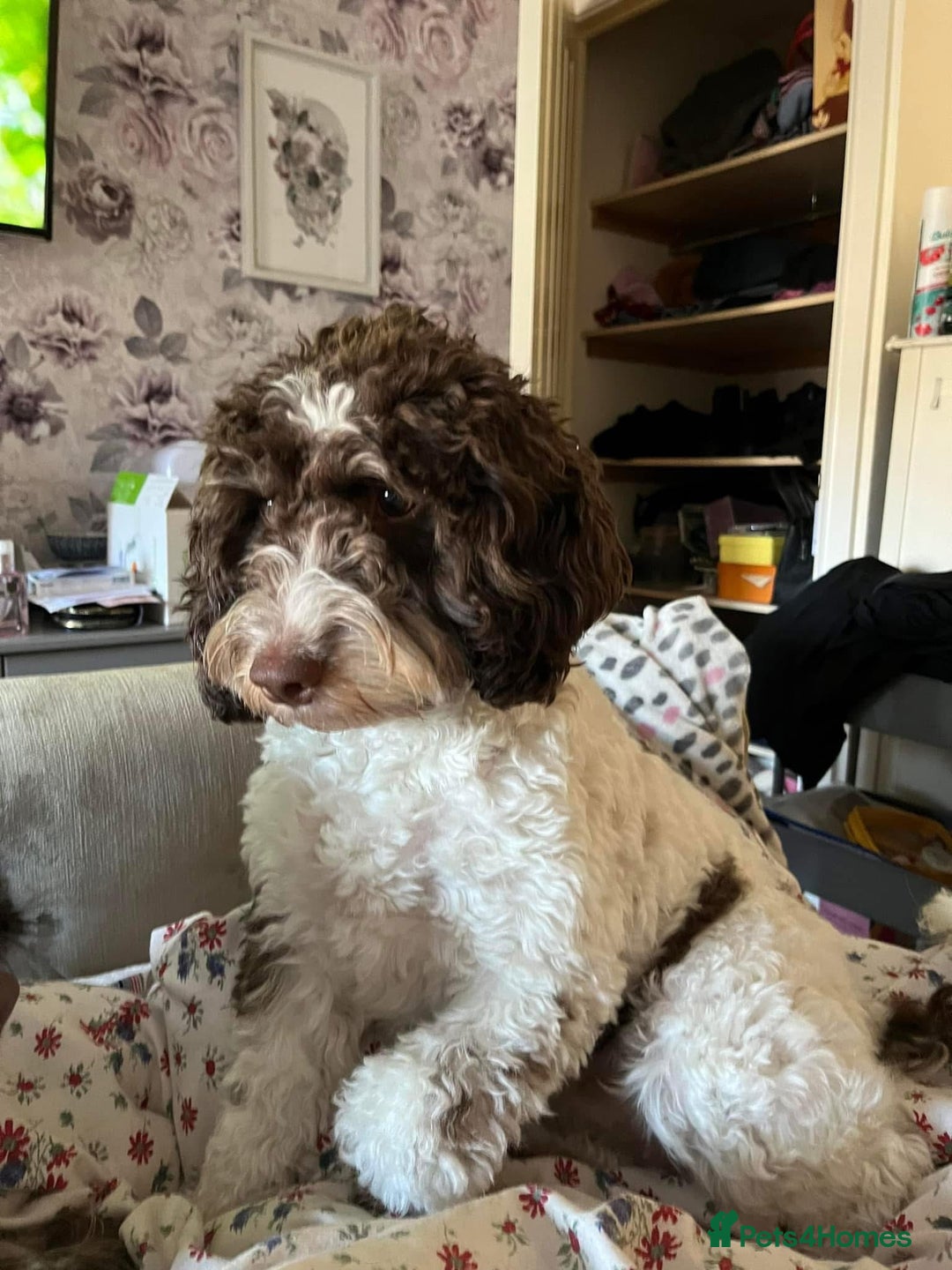 Cockapoo dogs for sale: Beautiful Chocolate and Merle F1 babies - Image 28