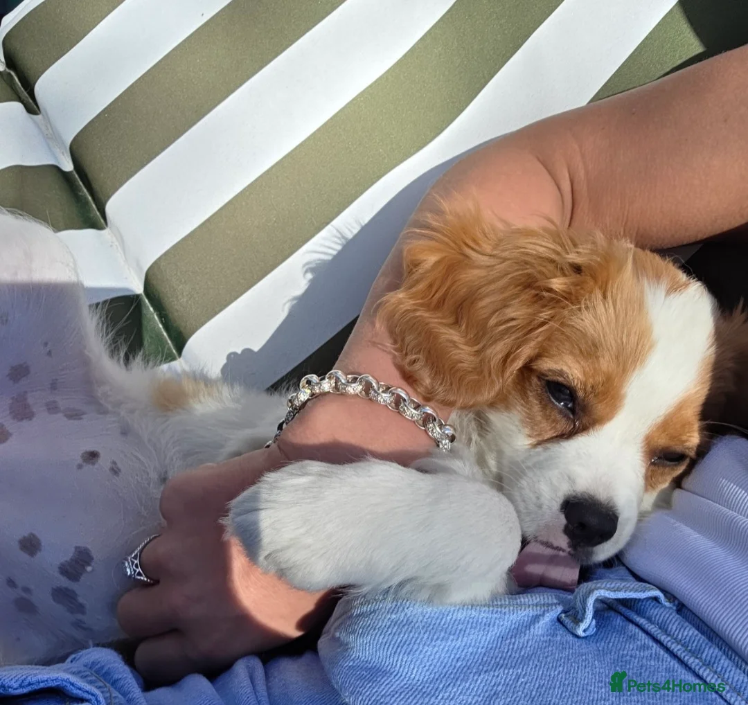King Charles Spaniel dogs for sale: King charles spaniel, Female  - Advert 2