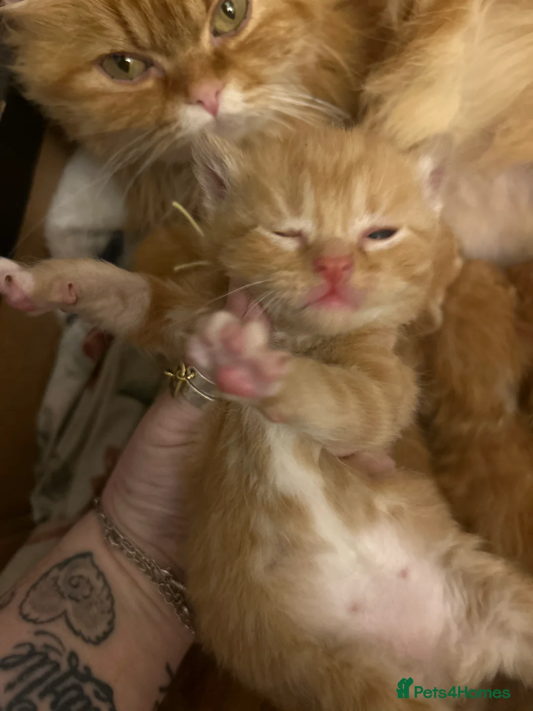 Persian cats for sale: Persian cross ginger kittens x8  in Weston-super-Mare - Advert 2