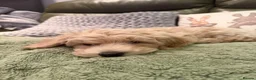 Maltipoo dogs for sale: Maltipoo Puppies for sale  - Advert 4