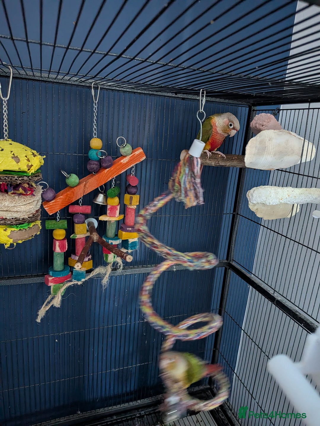 Conures birds for sale: Male & Female Greencheek highred Conures  - Advert 5