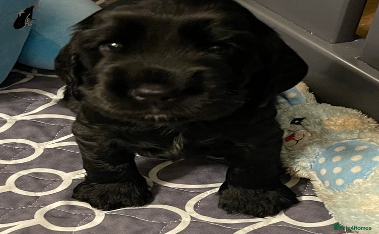 Cocker Spaniel dogs - Advert 1