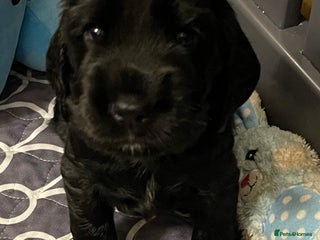 Cocker Spaniel dogs - Advert 27