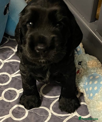 Cocker Spaniel dogs - Advert 1