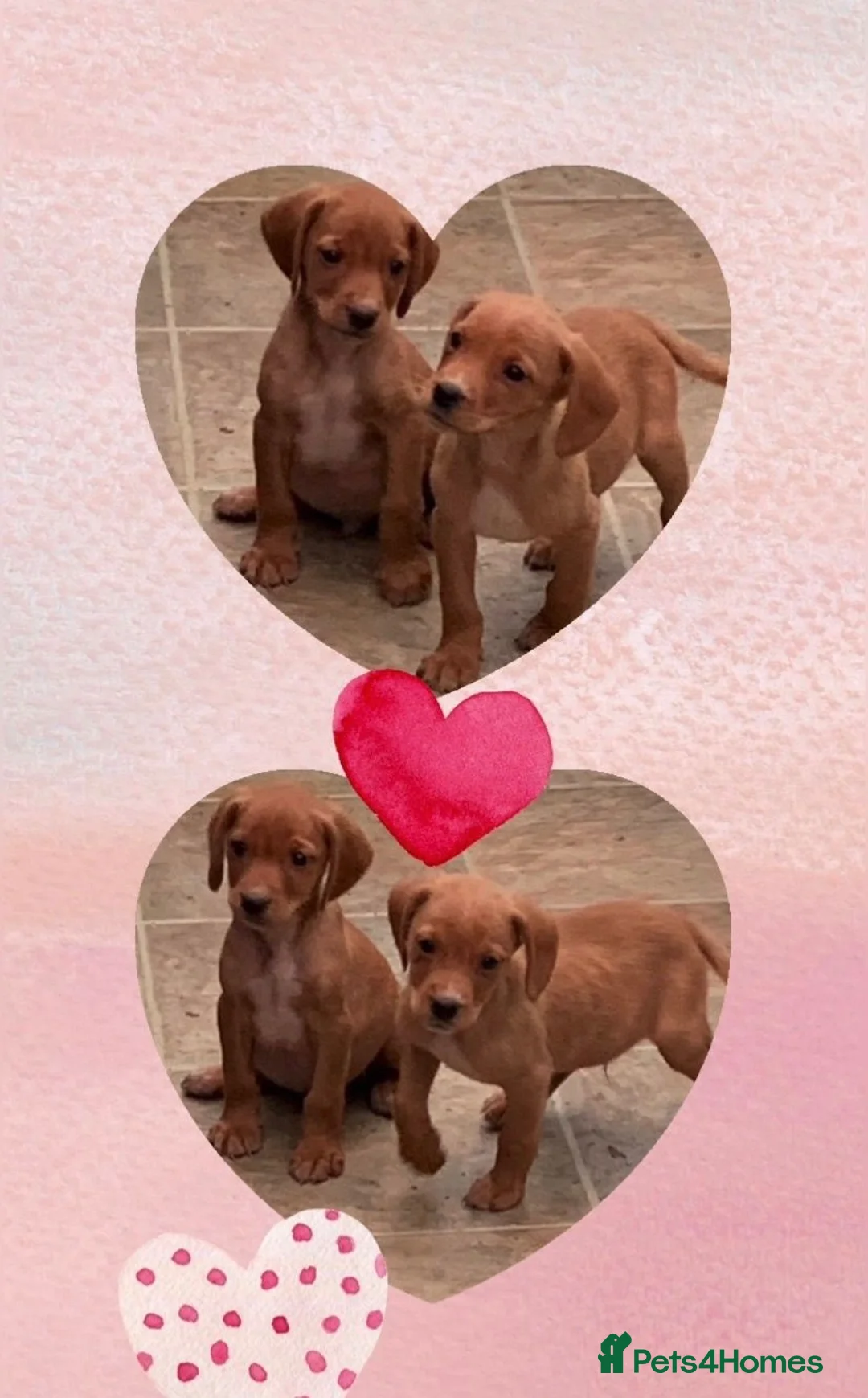 Cockerdor dogs for sale: Fox red Cockerdor pups 🐶 - Advert 2